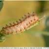 ze polyxena larva2 kher